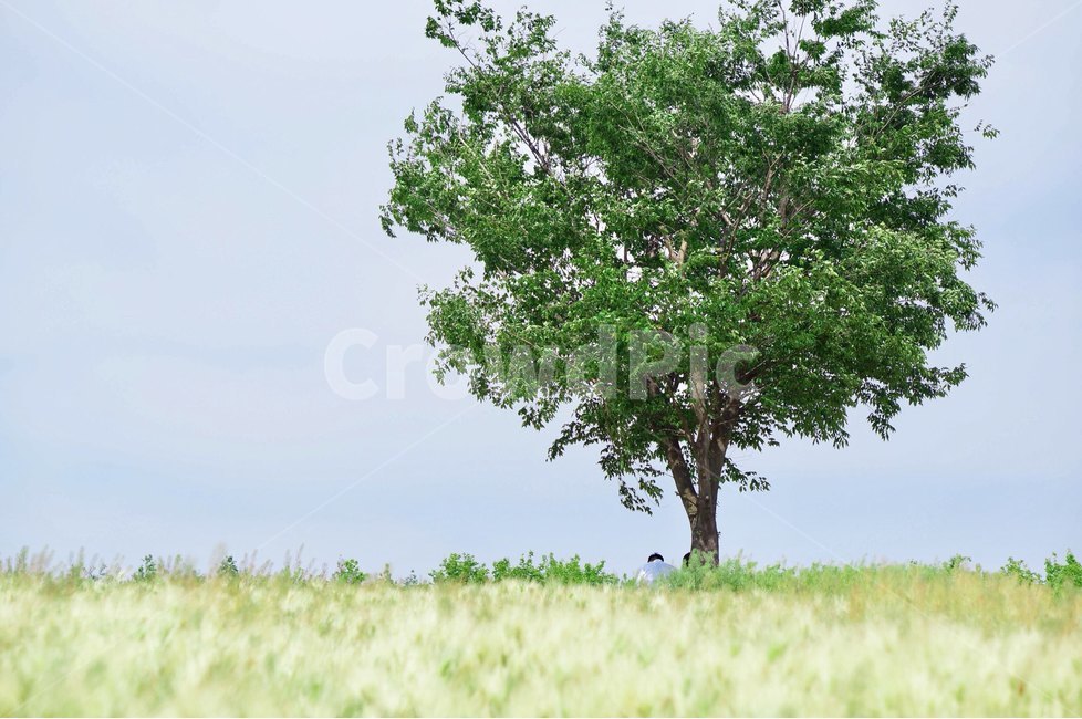 봄,여름,나무,청보리밭,청보리밭축제,자연,풍경,nature,landscape,식물,plants,나무,trees,wood,tree,plant,tree trunk,나무 줄기