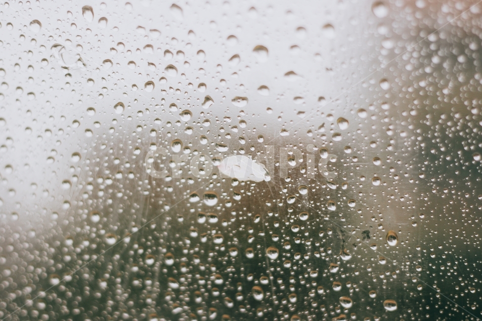 비,벚꽃,꽃잎,빗방울,rain,cherryblossoms,petal,감성,sensible,feeling,비,비오는날,rain,rainy