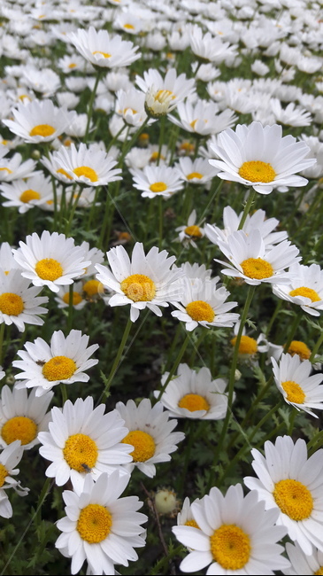 구절초,꽃,자연,감성,flower