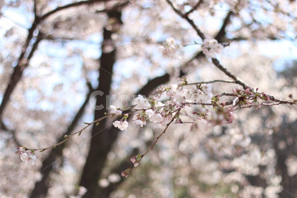 봄,벚꽃,가로수,4월,봄기운,봄,계절,spring,season,식물,자연,plants,nature,꽃,flower,plant,blossom