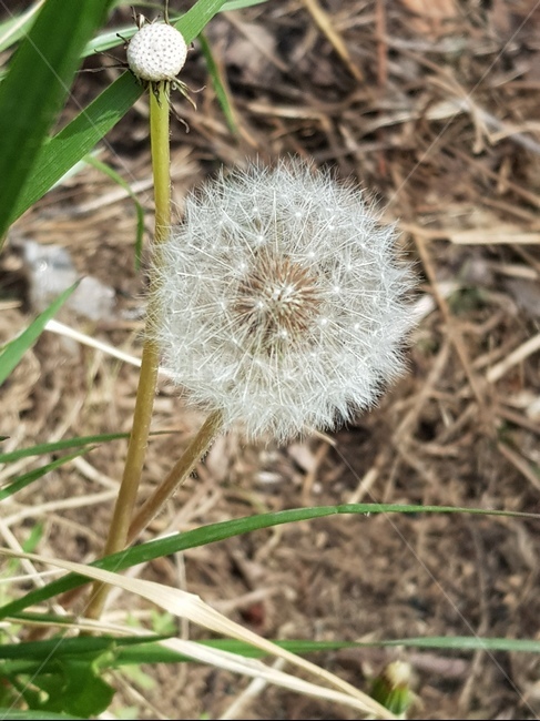 민들레,꽃,식물,flower,plant