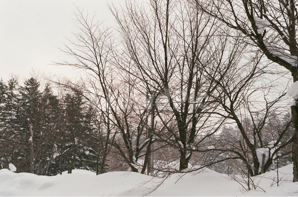 겨울,홋카이도,비에이,눈의왕국,필름사진,감성사진,겨울,계절,winter,season,자연,풍경,nature,landscape,감성,sensible,feeling,outdoors,옥외,snow,눈,storm,폭풍,blizzard,눈보라