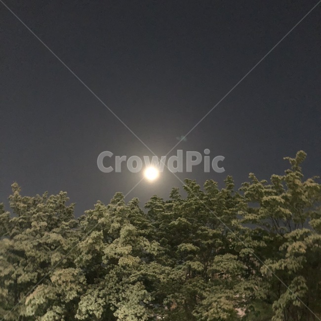 밤,달,나무,night,moon,자연,풍경,nature,landscape,야경,밤,nightscape,night,outdoors,옥외