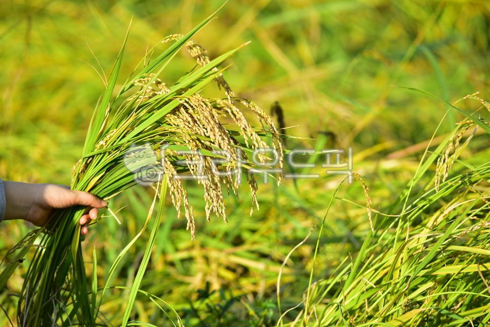 rice paddy,golden yellow,yellow,crops,agriculture,harvesting,fall,rice farming,farming,ear,season,rice paddy farming,Agriculture,grain,hand,harvest,Ears of rice,rice,autumn rice,autumn