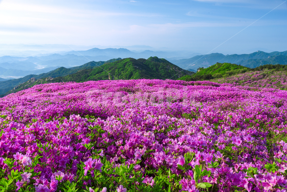 황매산,경남관광,합천군,산청군,철쭉제,봄,분홍물결,산상화원,자연,풍경,nature,landscape,plant,식물,outdoors,옥외,grassland,목초지,field,들