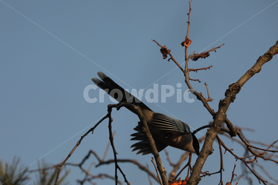 감나무,가지,행복,여유,하늘,동물,animal,조류,새,birds