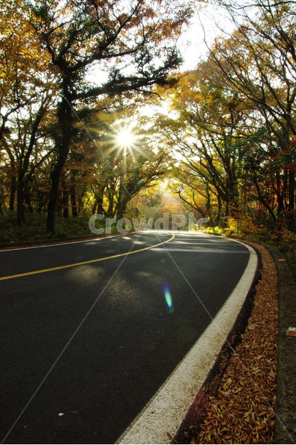 가을,빛,도로,중산간,516도로,제주,자연,풍경,nature,landscape,휴식,힐링,rest,relaxation,healing,교통,교통수단,traffic,transportation,asphalt,아스팔트,road,highway,고속도로,freeway,고속 도로