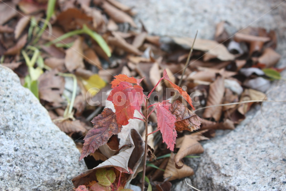 나뭇잎,red,돌,자연,nature