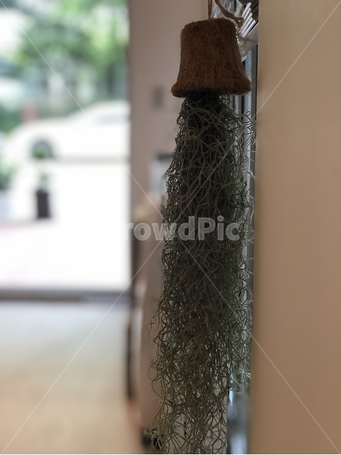 소품,장식,커튼장식,인테리어소품,화분