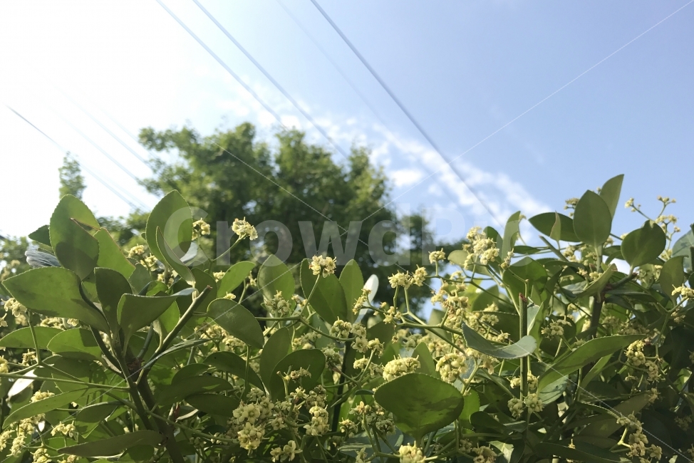 식물,꽃,나무,여름,초록,청량함,풍경,자연,식물,자연,plants,nature,감성,sensible,feeling