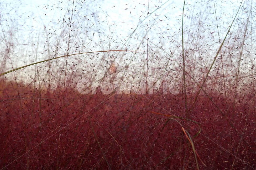 핑크뮬리,뮬리,식물,자연,벼과,분홍쥐꼬리새,가을,가을,계절,fall,autumn,season,plant,grass,잔디