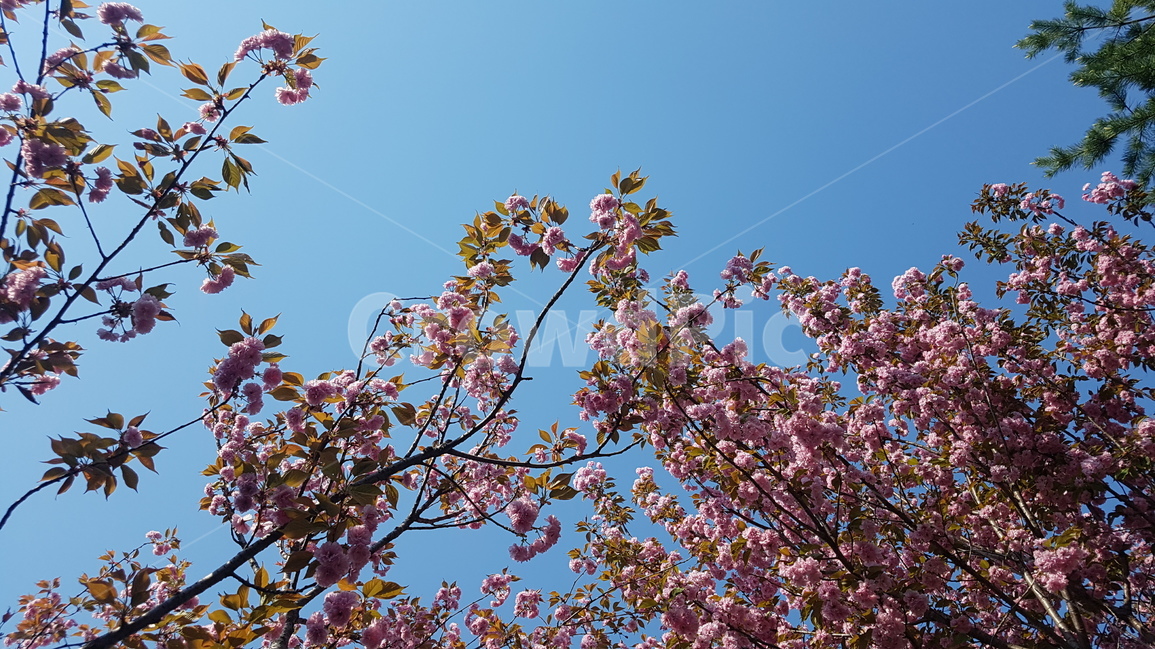 겹벚꽃,벚꽃,봄,꽃,핑크,cherryblossom,분홍,분홍색,하늘,자연,flower,flowers,spring,nature,plants,계절,pink,season,식물,왕벚꽃,풍경,landscape,꽃잎,sky,봄,계절,spring,season,식물,자연,plants,nature,꽃,flower,plant,blossom,cherry blossom