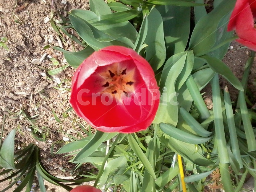 plant,식물,blossom,flower,꽃,빨간색,초록색,봄
