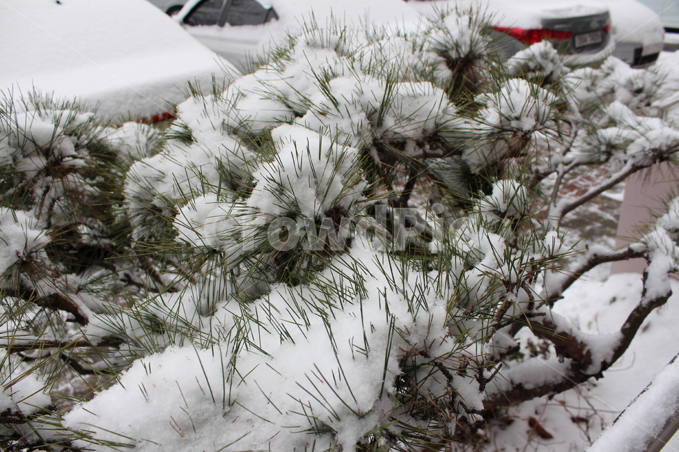겨울,눈,snow,snowing,겨울아침,sensitive,feeling,winter,white