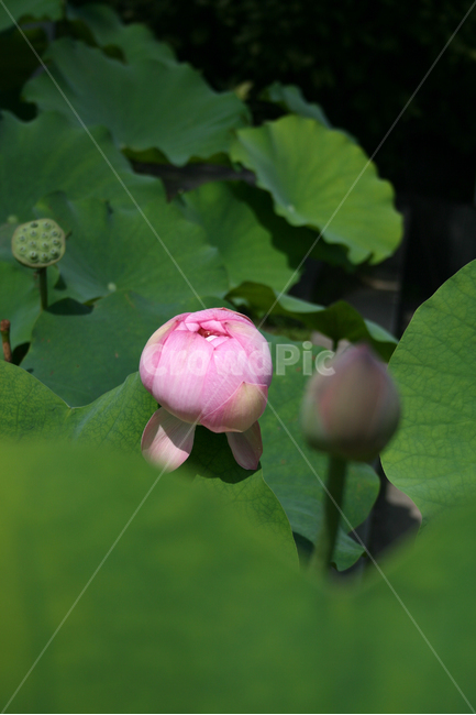 연꽃,식물,flower,plants,nature,꽃,연잎,식물,자연,plants,nature,꽃,flower