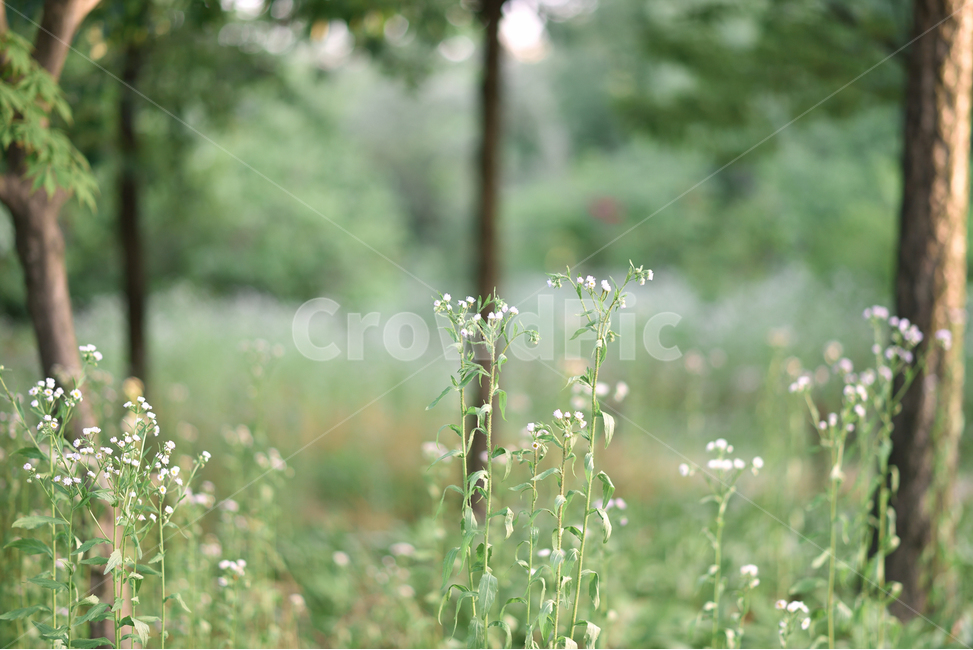 자연,녹색,풀,식물,나무,여름,산책,식물원,수목원,nature,green,grass,tree,plant,summer,stroll,walk,식물,자연,plants,nature,꽃,flower