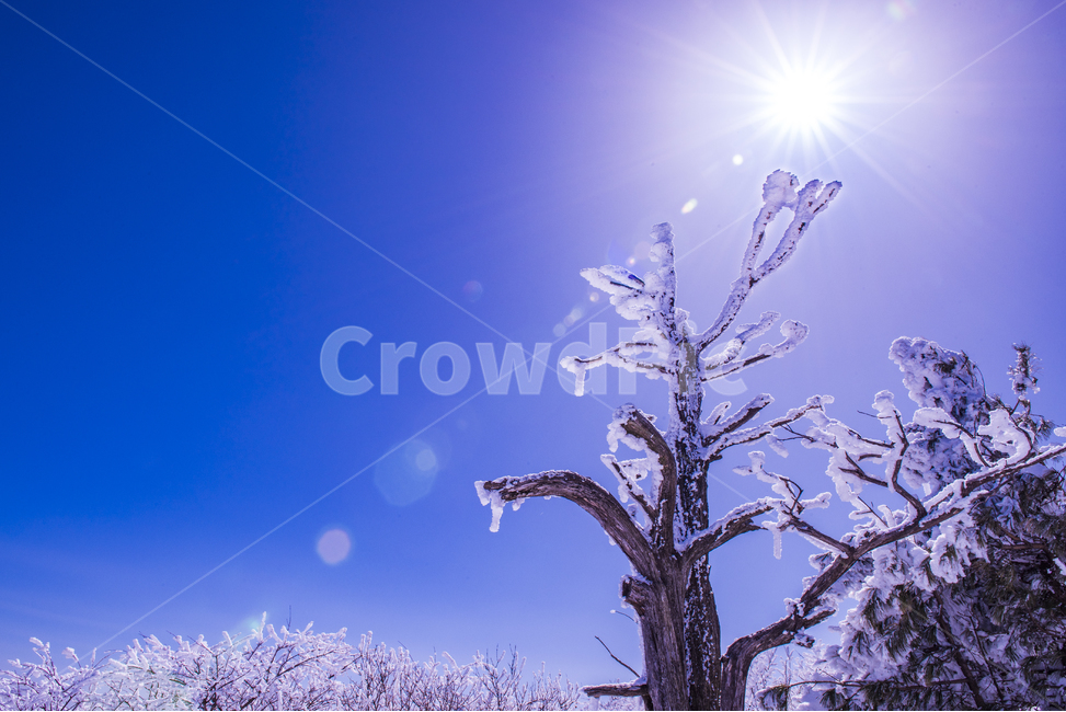 겨울,겨울산행,눈꽃,눈,snow,snowflower,태백산,하늘,나무,겨울나무,겨울,계절,winter,season,자연,풍경,nature,landscape,식물,plants,나무,trees,wood,outdoors,옥외,flare,플레어,light,빛,sunlight,햇빛