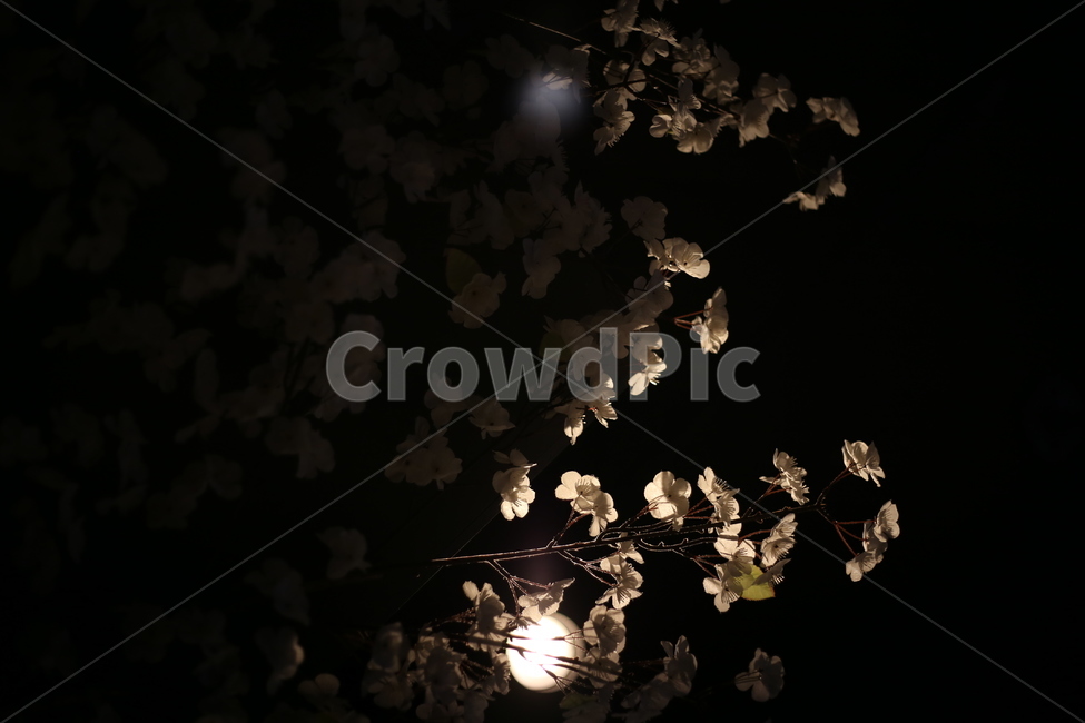 매화,꽃,조명,조화,자연,야경,밤,풍경,nightscape,night,landscape,꽃,flower,plant,식물,leaf,잎