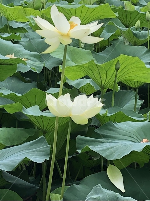 꽃,궁남지,연꽃,연꽃축제,식물
