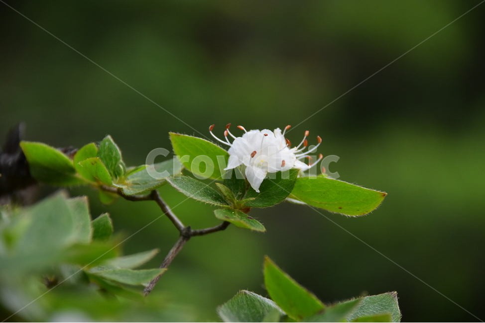 흰참꽃나무,야생화,생태,식물,자연,꽃,여름,힐링,플라워,계절,wildflower,flower,plants,nature,season,배경,목본,나무,감성,느낌,emotion,feeling,진달래과,진달래속,여름꽃,식물,자연,plants,nature,꽃,flower