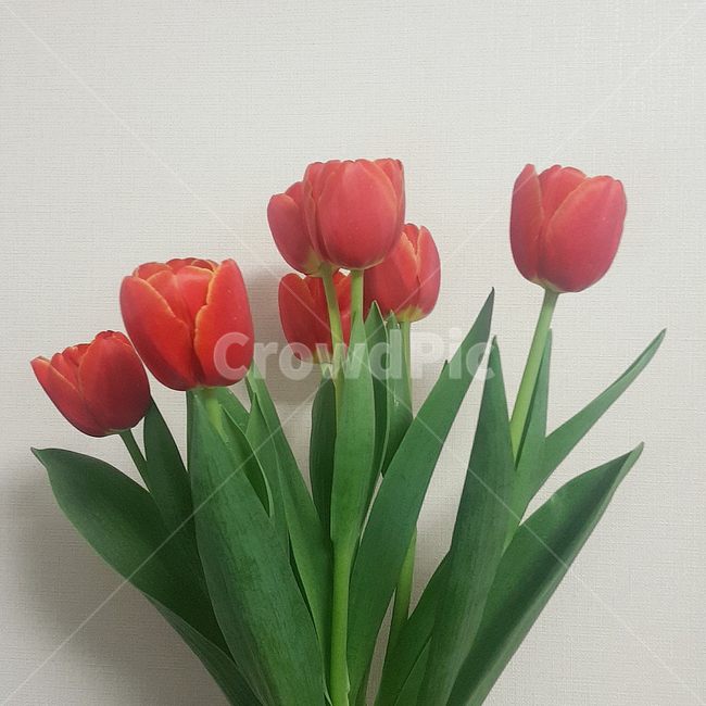 꽃,튤립,계절꽃,봄,봄꽃,꽃,flower