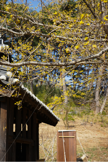 봄,한국,한국의봄,산수유,꽃,사진찍기좋은곳,통도사,그림같은사진,햇살,따스한햇살,봄,계절,spring,season,식물,자연,plants,nature,꽃,flower