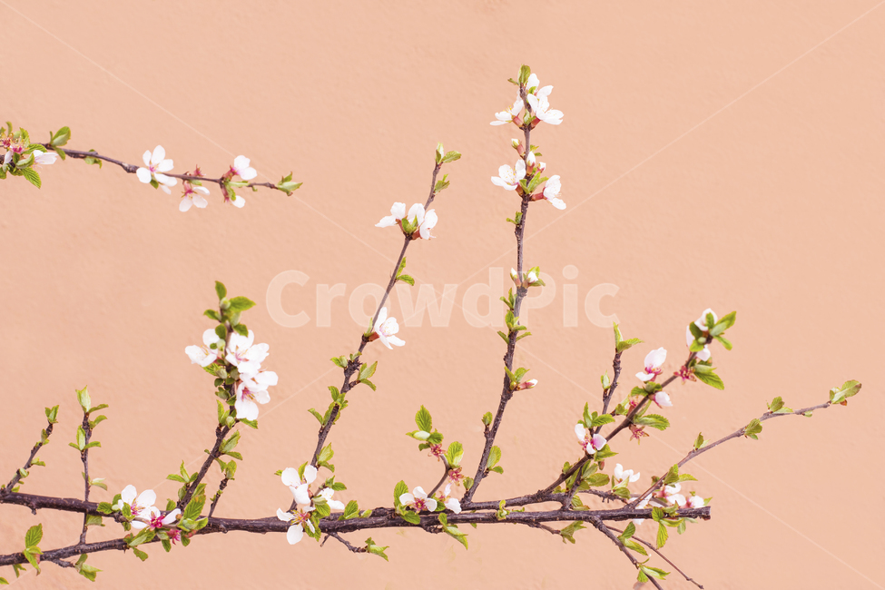 plant,식물,벚꽃,매화,작은꽃,봄,새싹,꽃,봄배경