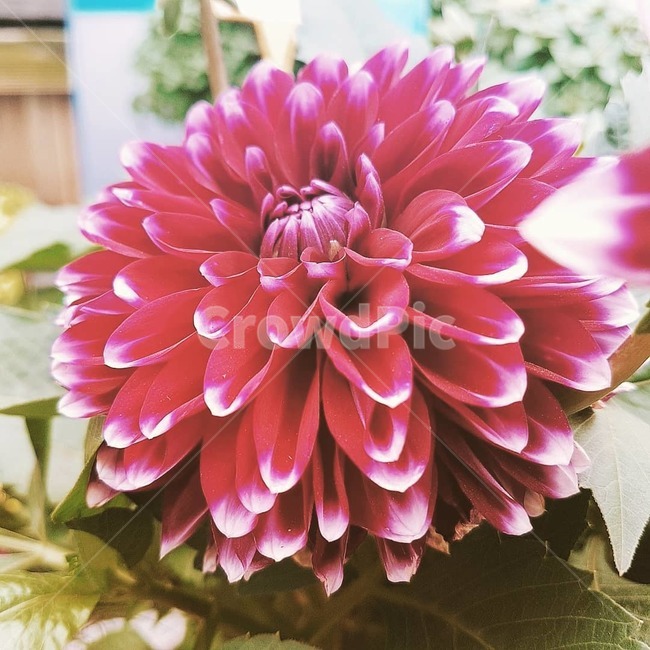 꽃,꽃놀이,꽃한송이,봄꽃,봄