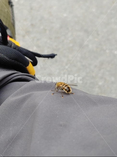벌,곤충,꿀벌,동물,bee,곤충,벌레,insect,bug
