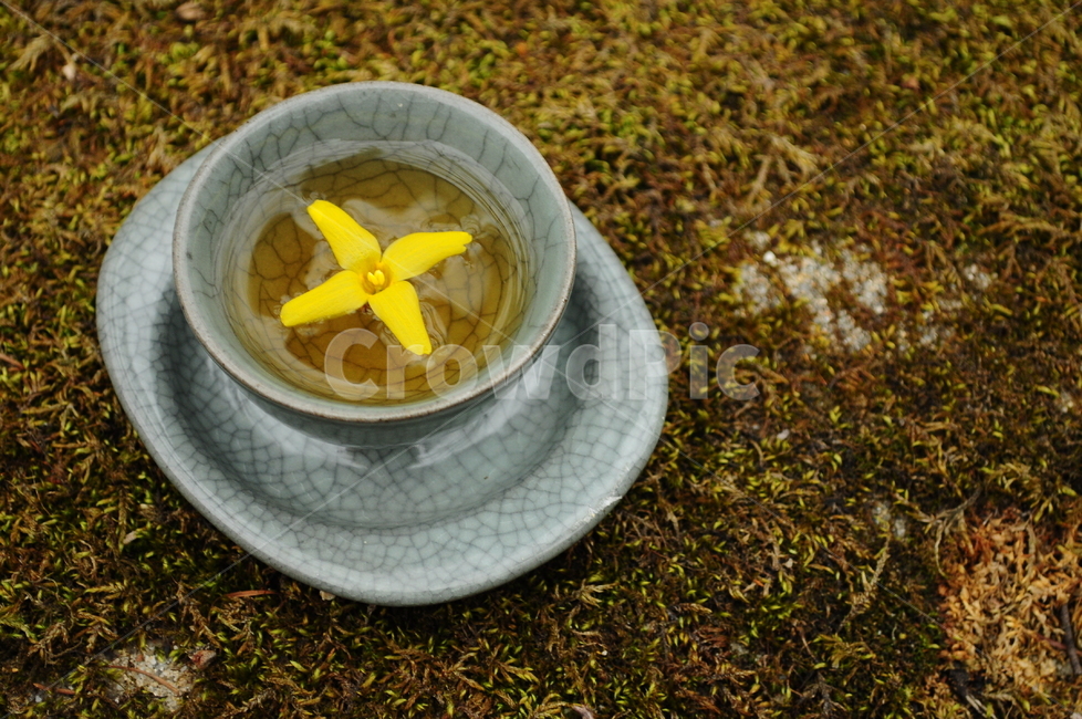 찻잔,차,자연,자기세트,찻잔세트,이끼,개나리,한국전통,한국문화,korean traditional,korean culture,음료수,drink,beverage
