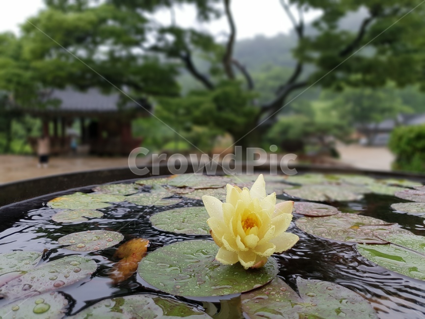 plant,식물,flower,수련,꽃,식물,자연,plants,nature,꽃,flower