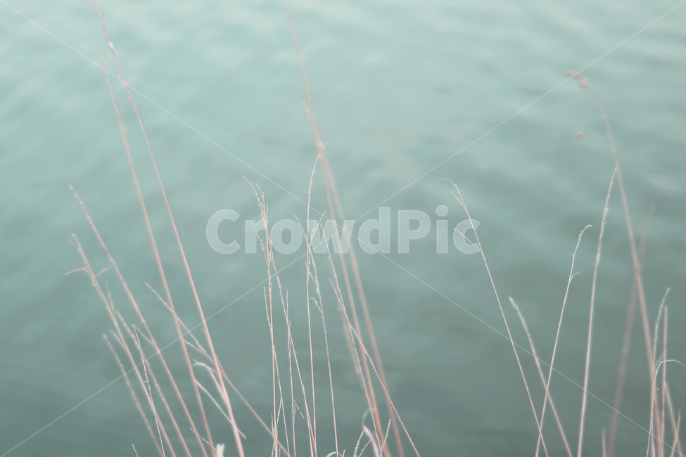 식물,water,물,plant,호수,나뭇가지,저수지