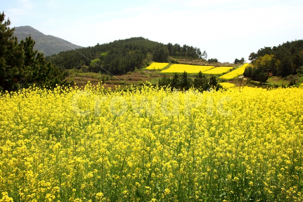 청산도,유채꽃,노란꽃,봄꽃,봄,자연,풍경,nature,landscape,한국자연풍경,한국자연경관,korea nature landscape,field,들,outdoors,옥외,grassland,목초지