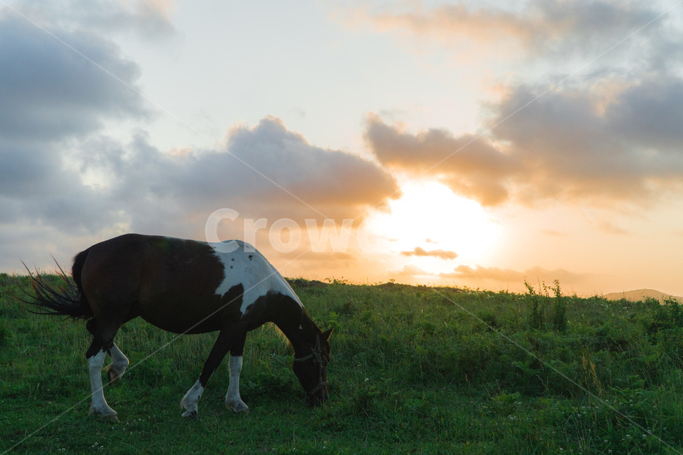 nature,자연,grassland,목초지,말,석양,일몰,sunset,horse,동물,animal,포유류,mammal