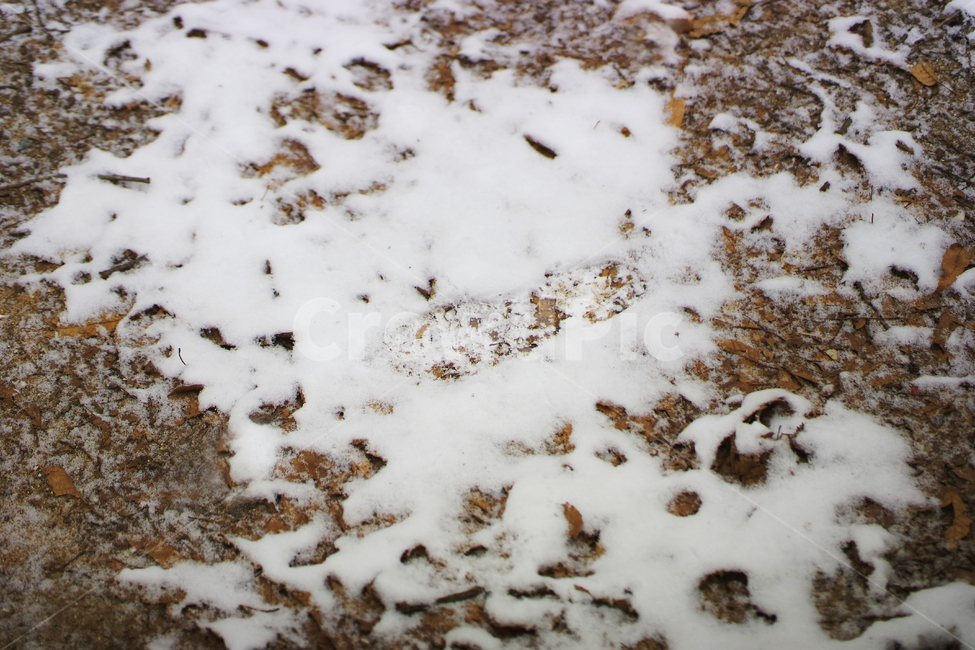 nature,자연,outdoors,옥외,눈,겨울,snow,발자국,겨울,계절,winter,season