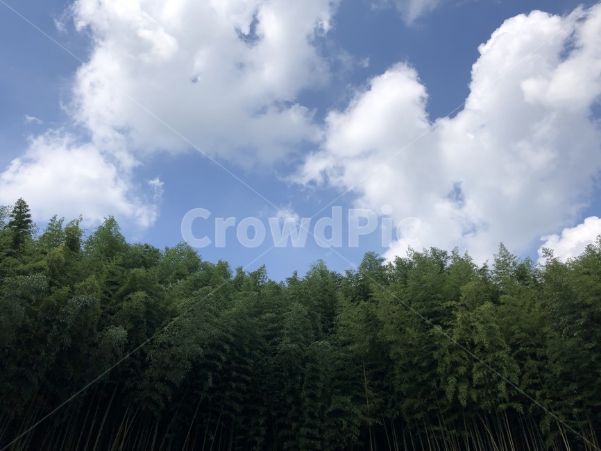 nature,자연,날씨,옥외,plant,weather,나무,trees,wood