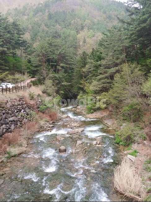 강원도,정선,계곡,산,봄,숲,물,낮,오후