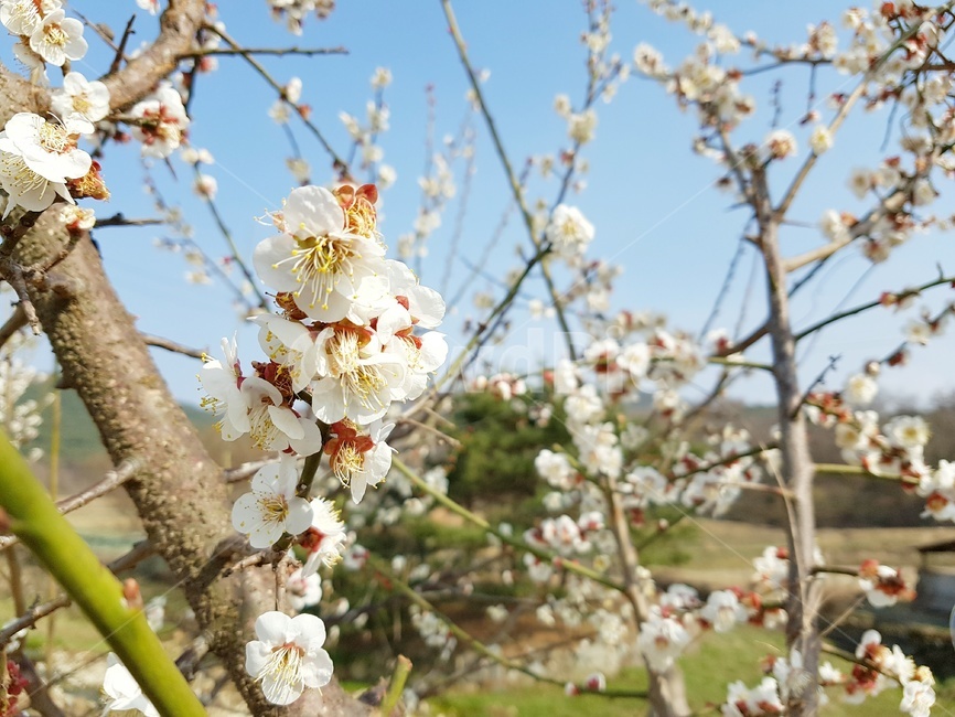 매화,파란하늘,하늘,봄,봄꽃,봄풍경,풍경,봄날,자연,봄,계절,spring,season,식물,자연,plants,nature,꽃,flower,plant,blossom,cherry blossom,벚꽃