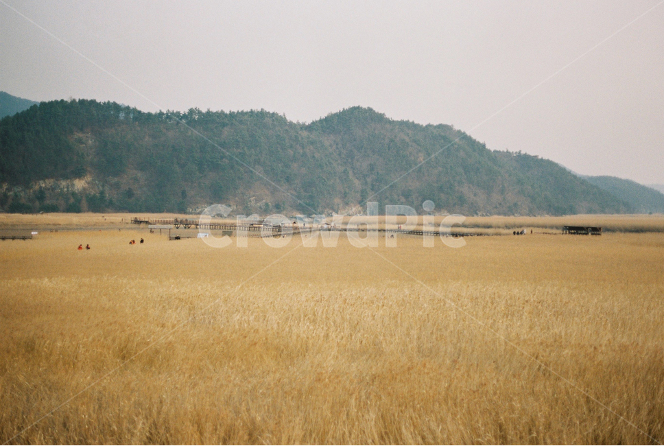 순천만습지,갈대밭,전망대,필름카메라,노을,film,하늘,겨울,landscape,풍경,경관,구름,cloudy