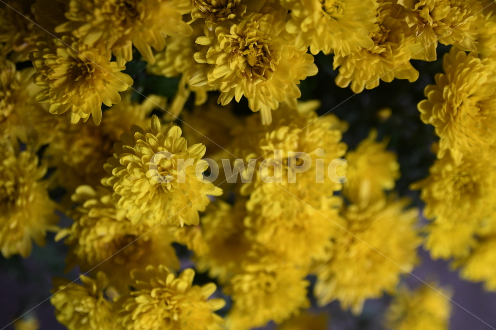 꽃,노랑,노랑색,봄,산뜻함,식물,자연,plants,nature,꽃,flower