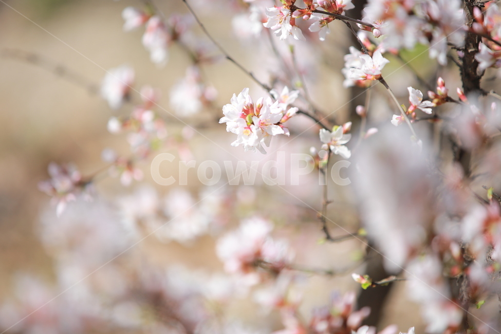 벚꽃,꽃,새싹,봄,벚꽃놀이,하늘,분홍색,분홍색꽃,캐논,5dmark3,봄,계절,spring,season,식물,자연,plants,nature,꽃,flower,plant,blossom,cherry blossom