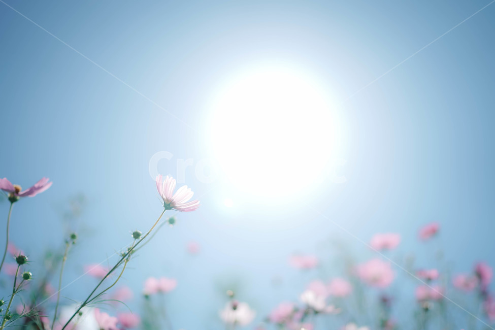 해,코스모스,commoncosmos,가을,꽃,コスモス,gardencosmos,flower,autumn,하늘,분홍색,눈부신,식물,가을,계절,fall,autumn,season,식물,자연,plants,nature,꽃,flower,감성,sensible,feeling,휴식,힐링,rest,relaxation,healing,sunlight,햇빛