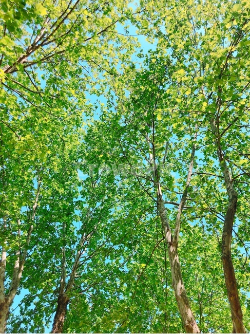 자연,나무,초록,푸른,오후,햇빛,여유,산책