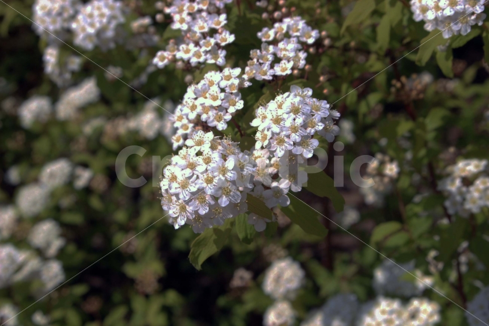 꽃,조팝꽃,봄,야외,식물,공원,정원,나무,들꽃,자연,나들이,소풍,식물,자연,plants,nature,꽃,flower