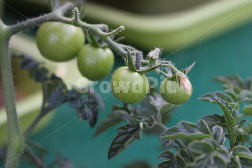 식물,방울토마토,재배,텃밭,과일,식물,자연,plants,nature,채소,야채,vegetables