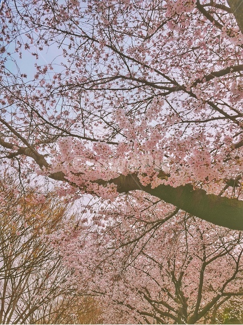 봄,벚꽃,벚꽃나무,spring,꽃,분홍,pink,봄,계절,spring,season,식물,자연,plants,nature,꽃,flower,plant,blossom