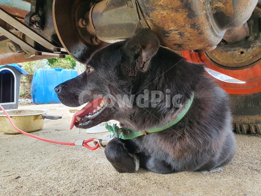 개,동물,dog,animal,애완동물,pet,시골,동물,animal,포유류,mammal,개,강아지,dog,doggy
