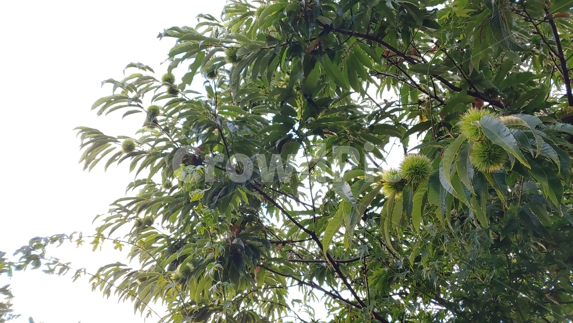 밤나무,밤송이,chestnut,chestnutbur,nature,tree,green,summur