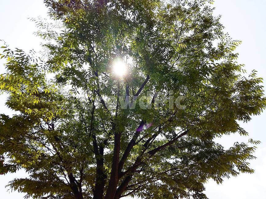 자연,나무,해,하늘,여름,식물,자연,plants,nature,나무,trees,wood
