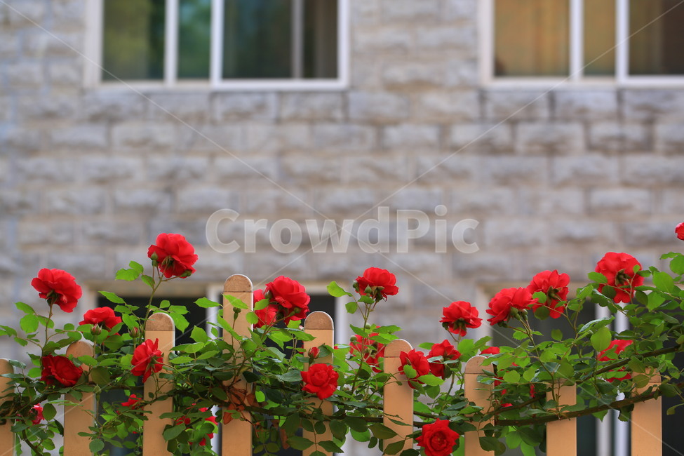 장미,꽃,장미담장,5월의장미,덩굴장미,식물,자연,plants,nature,꽃,flower,인테리어,실내디자인,interior design
